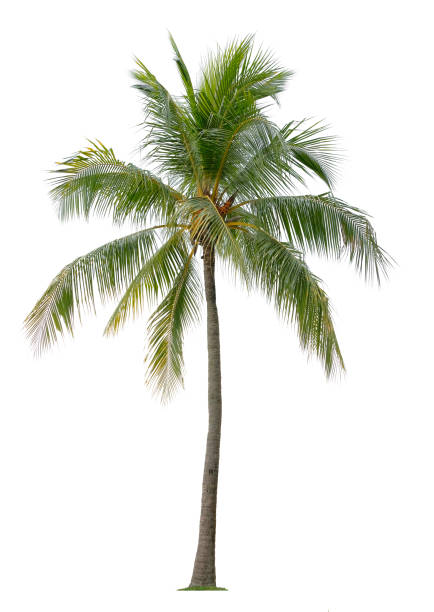 istock Beautiful coconut palm tree isolated on white background. Suitable for use in architectural design or Decoration work. 1398503561