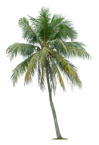 istock Beautiful coconut palm tree isolated on white background. Suitable for use in architectural design or Decoration work. 1398503570