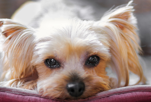 The sad yorkshire terrier.