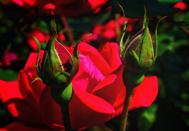 Early season rose in bloom