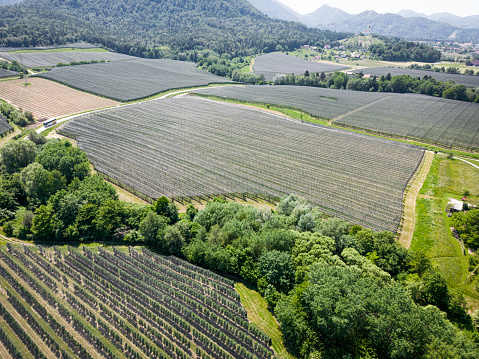 Aerial view, drone shoot of an apple orchard in the country side. Huge orchard of apples spread over a large green field in the country side.
