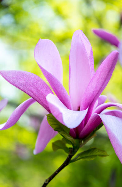 istock Pink magnolias in the spring garden 1398507811