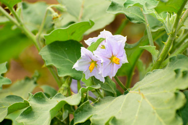 Brinjal, eggplant, aubergine flowers which are purple in colour.