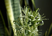 Closeup of blossoming sansevieria flowers. Home plant flowers macro