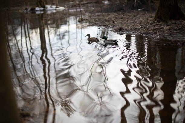 Two ducks are swimming. Birds on water. Waves from movement in water.