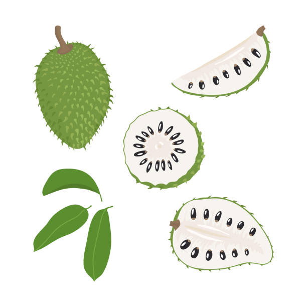 Set of hand drawn soursop fruit Set of hand drawn exotic soursop fruit in different forms. Vector illustration of tropical fruit. annona muricata stock illustrations