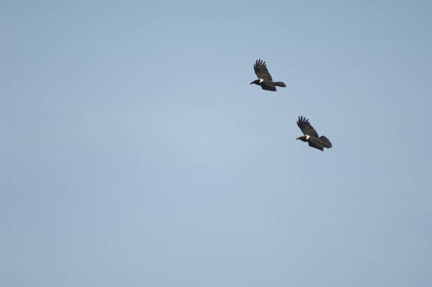 Pair of pied crows Corvus albus in flight. stock photo