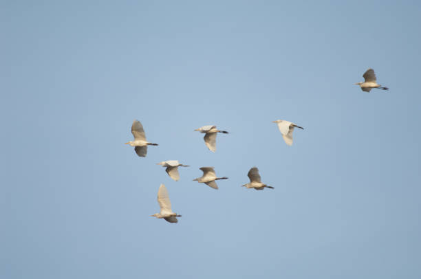 istock Flock of cattle egrets Bubulcus ibis in flight. 1398510716