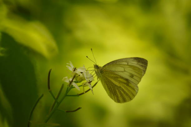 istock White butterfly on a green background. Insects in nature. 1398513125