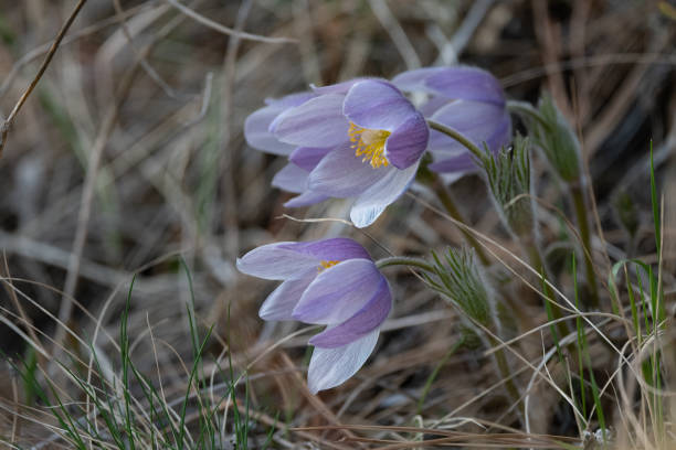 Montana wild flower, Pasqu, Wild Crocus, Pulsatilla in northwestern USA.