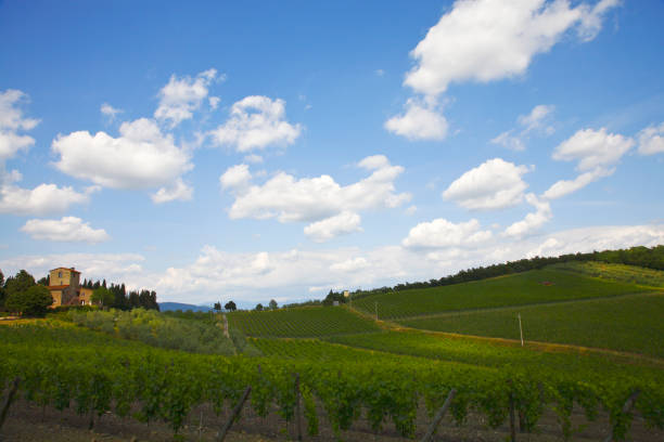 Vineyard with Ripe Grapes in the Autumn