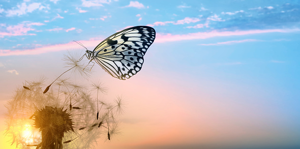 Beautiful butterfly and delicate fluffy dandelion at sunset. Banner design