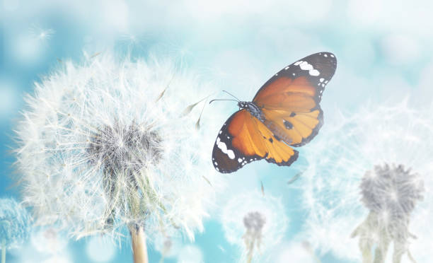 istock Beautiful butterfly and delicate fluffy dandelions on sunny day 1398514839