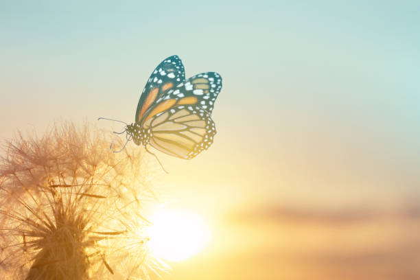 istock Beautiful butterfly and delicate fluffy dandelion at sunset 1398514860