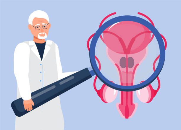 Doctor looks at the prostate through a magnifying glass. Prostate icon concept vector. Andrology andrology illustration for web, landing page, blog. Doctor looks at the prostate through a magnifying glass. Prostate icon concept vector. Andrology andrology illustration for web, landing page, blog. The ovary, testicle, adrenal gland are shown. genital herpes stock illustrations