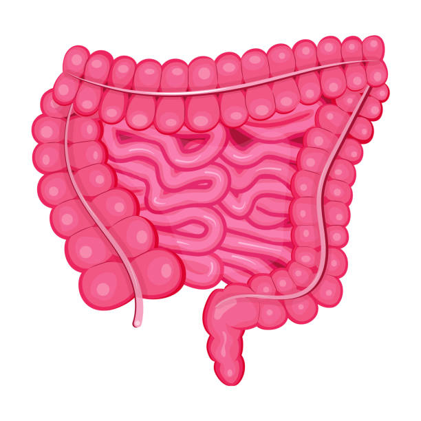 istock Large intestine vector in flat detail style. Human internal organ isolated on white background. 1398515692