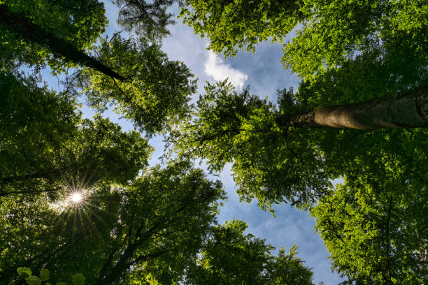 istock A great view up into the trees direction sky in may with a beautiful sunstar, Germany 1398515995