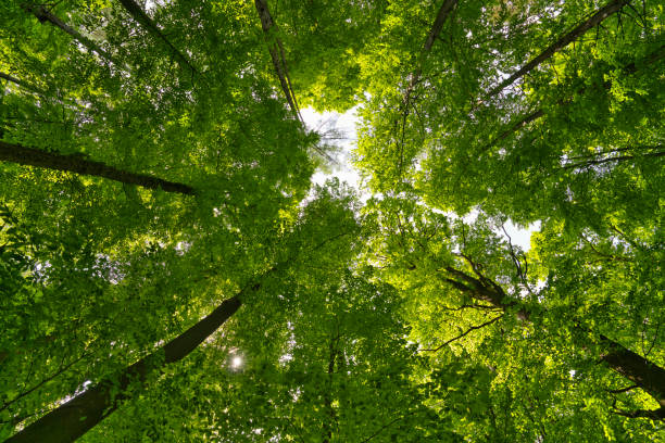 istock A great view up into the trees direction sky in may with a beautiful sunstar, Germany 1398516029