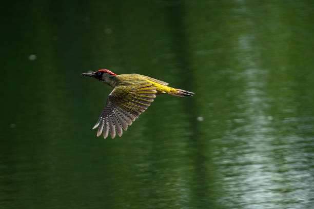 kuvapankkikuvat ja rojaltivapaat kuvat aiheesta vihertikka - european green woodpecker