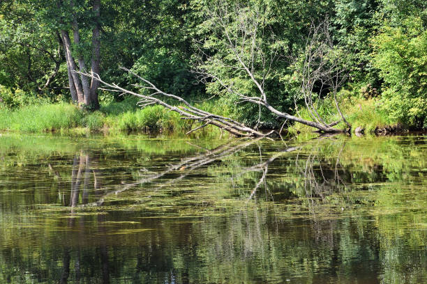 istock River at the Zelenogorsk, Russia 1398516994