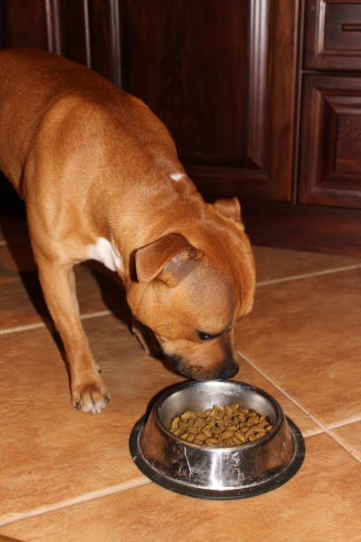 istock Dog eating his food 1398517013