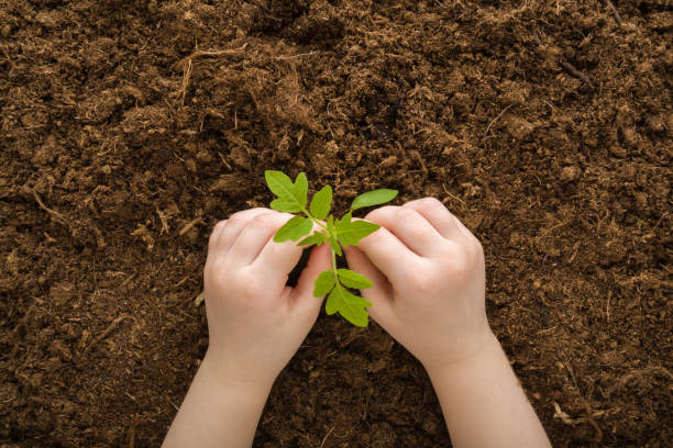 Toddler hands touching small green tomato plant on dark brown soil background. Child involvement in gardening. Preparation for garden season. Point of view shot. Closeup. Top down view. stock photo