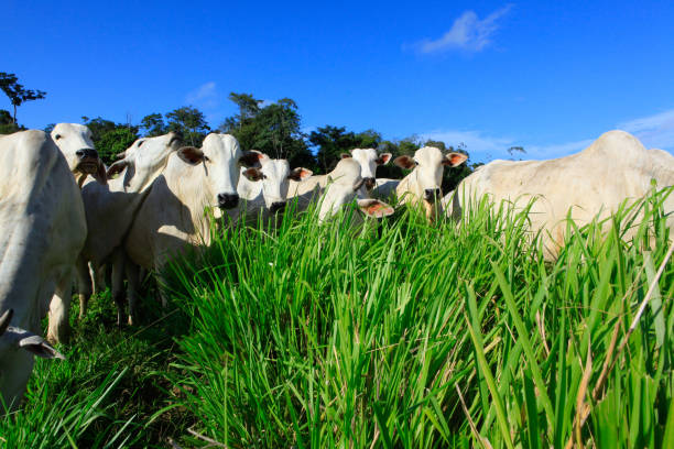 Herd of white cattle on green pasture Herd of cattle on green pasture with blue sky on the background. Brazil, Pará State, Amazon. 2010. calf ranch field pasture stock pictures, royalty-free photos & images