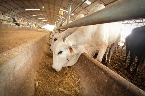 Cattle farming in North Brazil