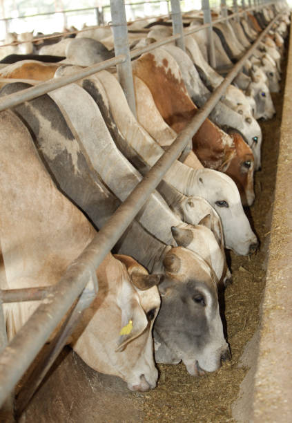 Cattle farm in North Brazil, Pará State, Amazon. Cows eating silage. 2010.