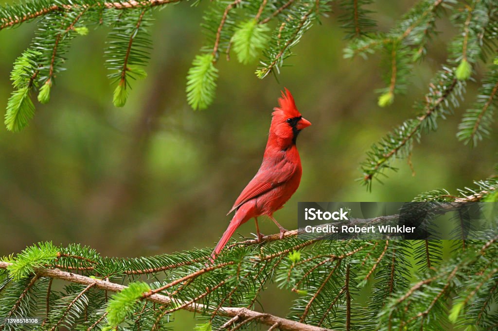 Red alert Territorial male northern cardinal in evergreen tree (white spruce) with raised crest, watching another male (who represents a threat) in the vicinity. Taken in spring as new needles grow. Location: Washington, Connecticut. Bird Stock Photo