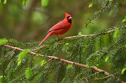 Male northern cardinal in evergreen tree (white spruce), looking at camera. Taken in spring as new needles grow. Location: Washington, Connecticut.