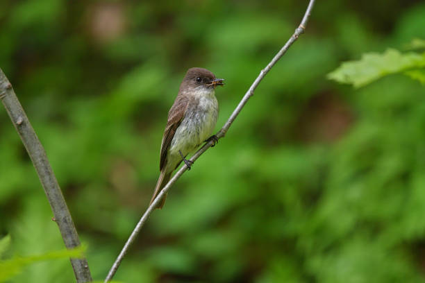 istock Eastern phoebe bringing wasp to nest 1398518144