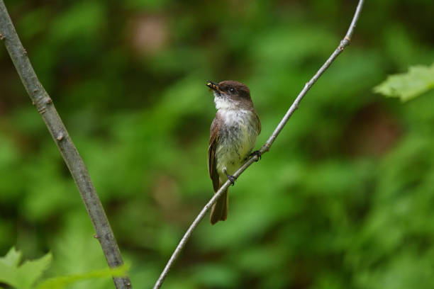 istock Eastern phoebe showing off wasp it caught 1398518160