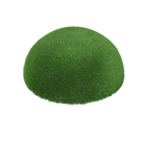 istock A tussock, an island with green grass. 3d illustration. 1398519541