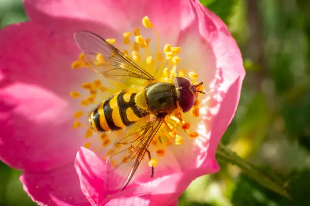 Schwebfliege (Syrphus ribesii)