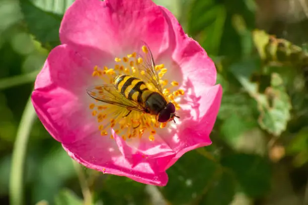 Schwebfliege (Syrphus ribesii)