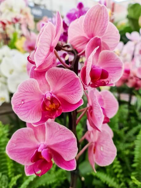 istock Beautiful pink orchid flowers close up. 1398520719
