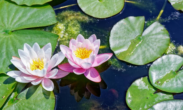 istock Close up pink water lily in lake 1398522191