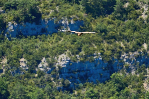 Griffon vulture, fulvus, Gorges du Tarn, Cevennes, France