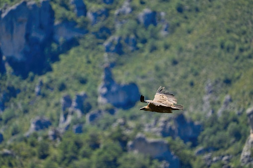 Griffon vulture, Gyps fulvus, Gorges du Tarn, Cevennes, France