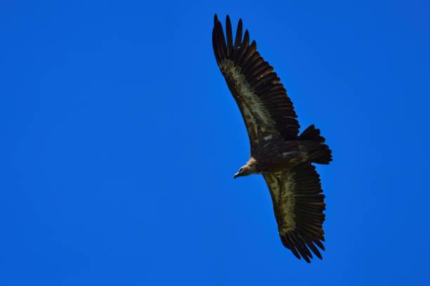 istock Griffon Vulture in flight with wings spread wide 1398523881