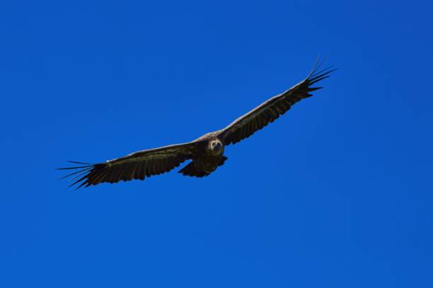istock Griffon Vulture in flight with wings spread wide 1398523940