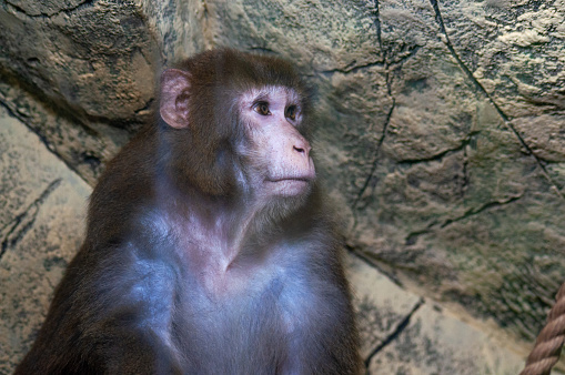 portrait of a macaque looking away