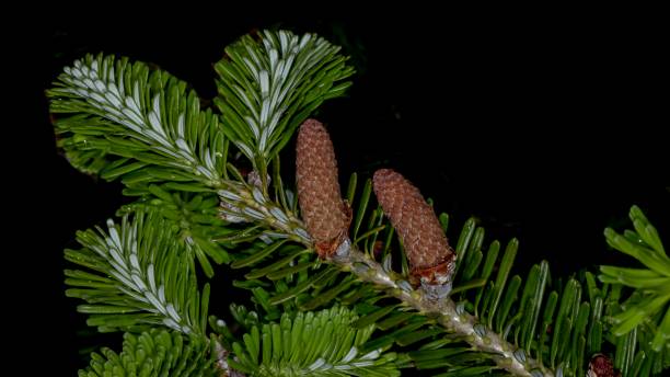 Pacific Silver Fir Pinecones. Pacific Silver Fir Pinecones. abies amabilis stock pictures, royalty-free photos & images
