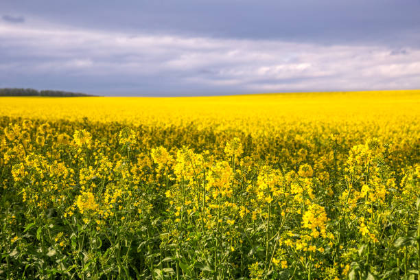 Rapeseed field Large beautiful agricultural field of blooming rapeseed to the horizon stavropol stavropol krai stock pictures, royalty-free photos & images