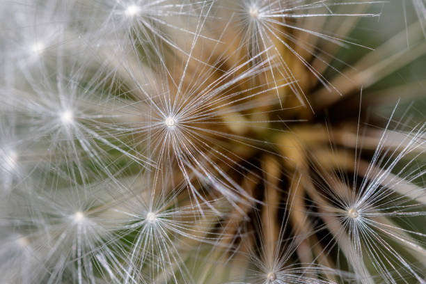 istock Macro of a dandelion 1398525023