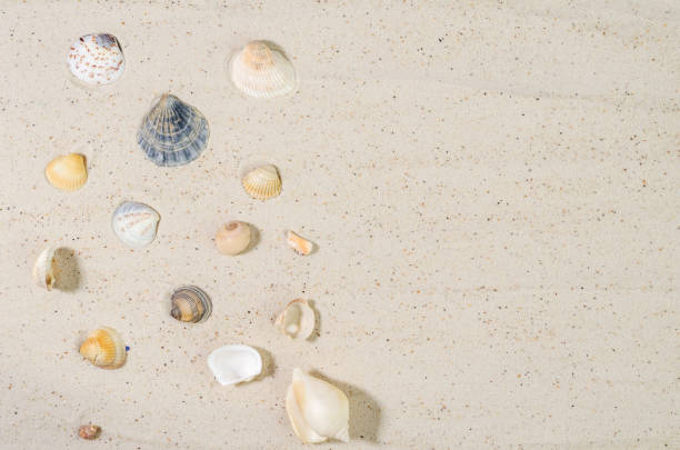 istock Sand with shells. Blank sand background to showcase products. 1398525256