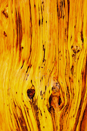 Close up of a trunk in the Ancient Bristlecone Pine Forest, Inyo National Forest, high up in the White Mountains near Bishop, eastern California, USA