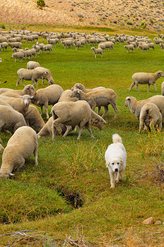 A shepherd dog watching a flock of sheep grazing and drinking water on the green fields by the road to Bodie State Historic Park, California, western USA