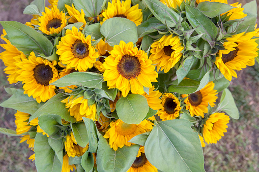 A view from above of vibrant, fresh sunflowers on display at a farmer's market.